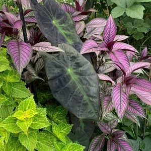 Meet your Posher, Karen